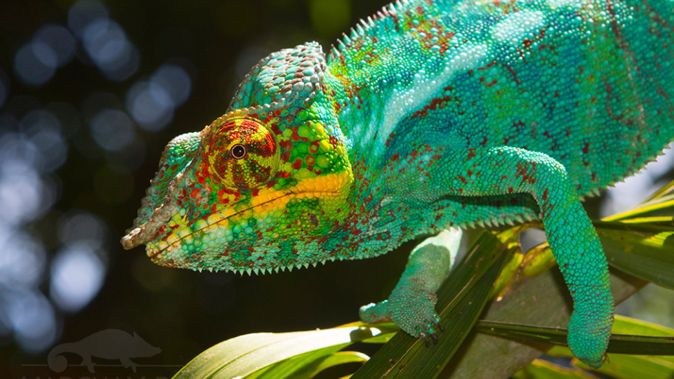 Parc de Lokobe — Forêt primaire de Nosy Be, excursion Nosy Be